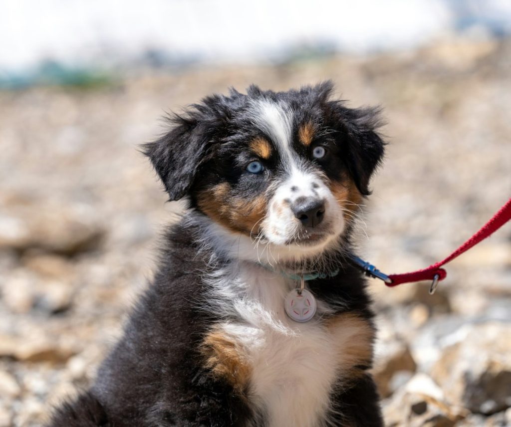 Choisir le prénom de son chien : la méthode qui marche vraiment