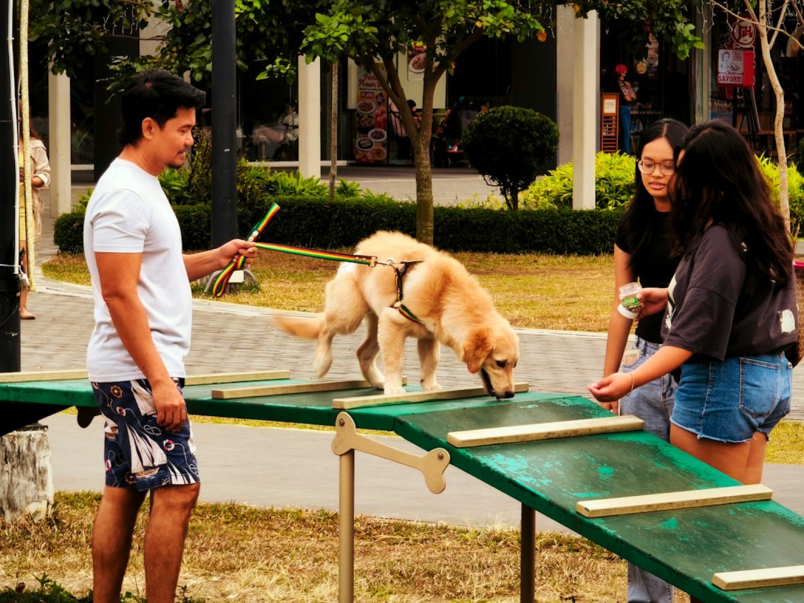 chien tenu en laisse en famille, séance d'éducation